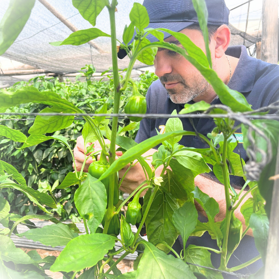 Ingeniero Agrónomo en Invernadero